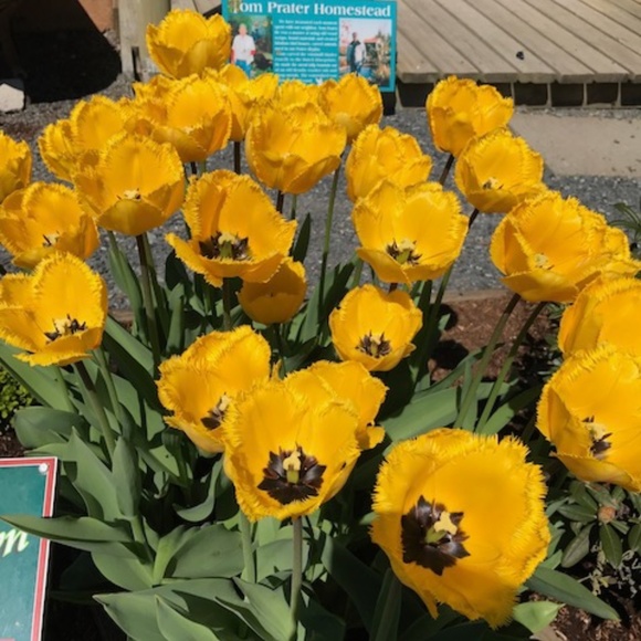 Meet your Posher, Sandy - Picture 1 of 1